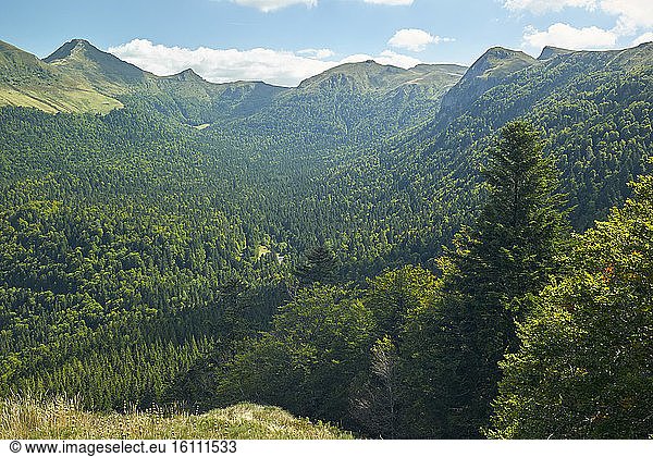 The valley of Mars (river) seen from the village of Falgoux  various species of afforestation in summer  Monts du Cantal  Regional Natural Park of Auvergne Volcanoes  France