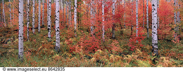 The Wasatch Mountain forest of maple and aspen trees  with autumn foliage and fallen leaves.