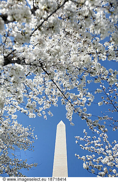 The Washington Monument can be seen behind cherry blossoms on the Cherry trees on the Mall in Washington DC in spring.