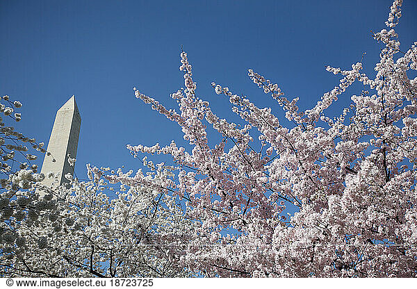 The Washington Monument can be seen behind cherry blossoms on the Cherry trees on the Mall in Washington DC in spring.