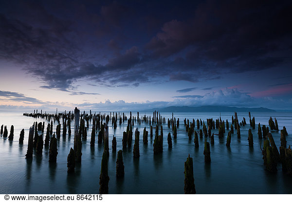 The weathered remains of wood pilings. Upright wooden stumps in water. Oregon  USA