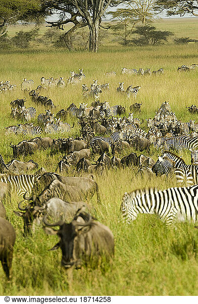 The wildebeest and zebra migration begins in Serengeti National Park  Northern Tanzania.