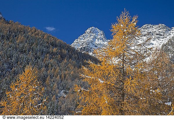 The yellow larches and the snow-capped peak of Punta Rosalba are tangible signs of the upcoming winter in Valmalenco  Valtellina  Lombardy  Italy  Europe