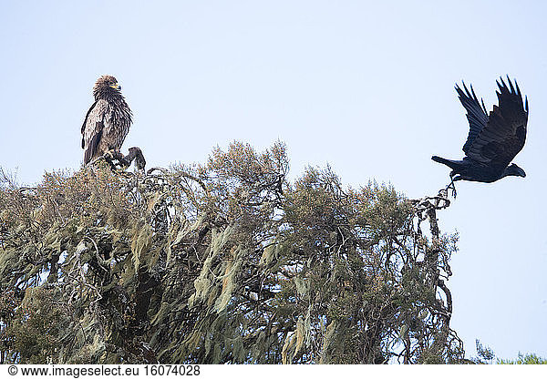 Thick-billed Raven (Corvus crassirostris) and Tawny Eagle (Aquila rapax) on a tree  Simien mountain  Ethiopia