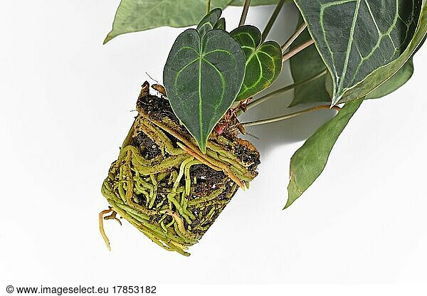 Thick roots in soil shaped like pot of Anthurium houseplant on white background