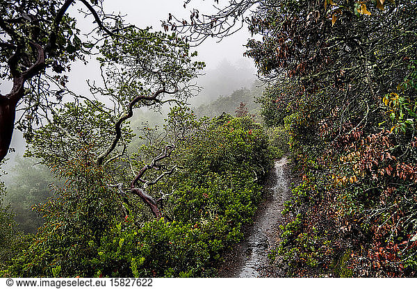 Thin trail through colorful and curving branches to foggy hillside