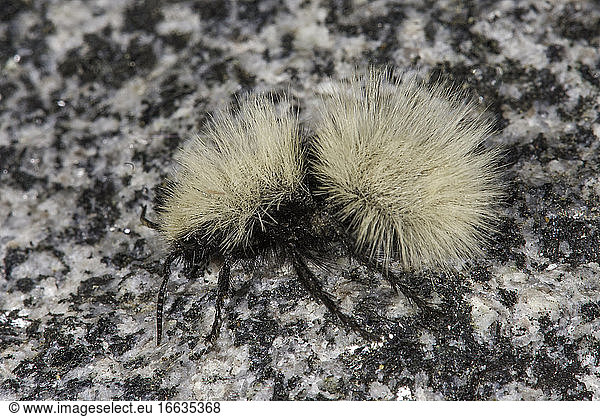 Thistledown Velvet Ant (Dasymutilla gloriosa) occurs in the arid southwestern North America. Females are wingless as adults.