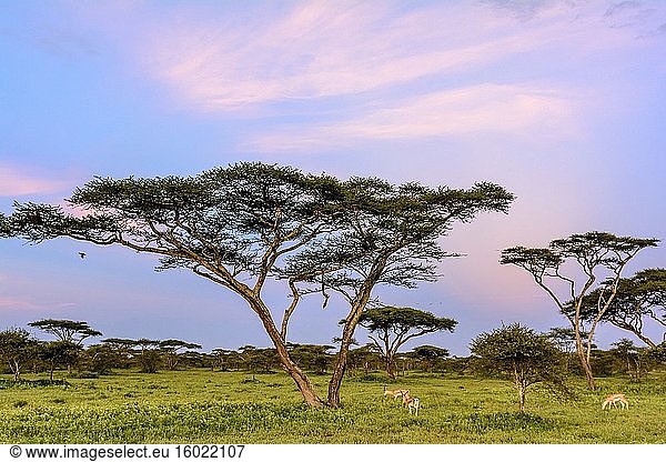 Thomson-Gazelle (Eudorcas thomsonii) und Schirmdorn-Akazie  auch bekannt als Schirmdorn und Israeli Babool (Vachellia tortilis  vorher Acacia tortilis) bei Sonnenuntergang. Ngorongoro-Schutzgebiet (NCA). Tansania.