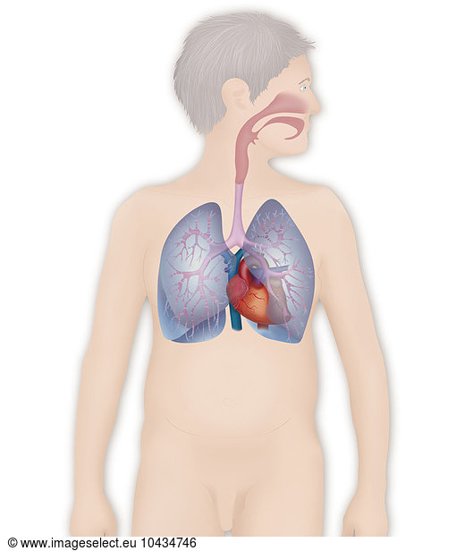 Thorax Thorax Anatomy Anatomy Anatomical Cardio Vascular System Cardio Vascular Apparatuses