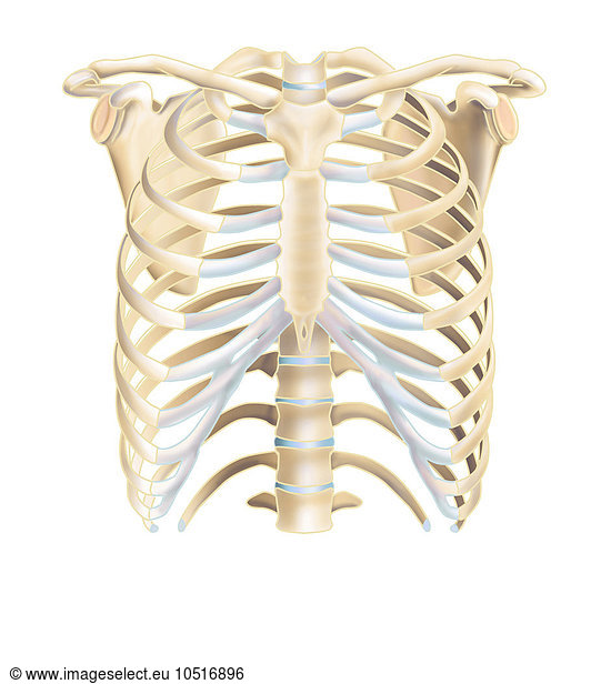 Thorax Thorax, drawing,anatomy spinal column vertebra dorsal vertebra ...