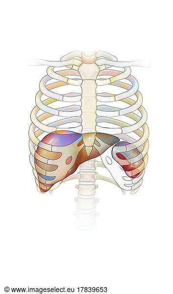 Thorax with the rib cage (ribs Thorax with the rib cage (ribs, sternum ...