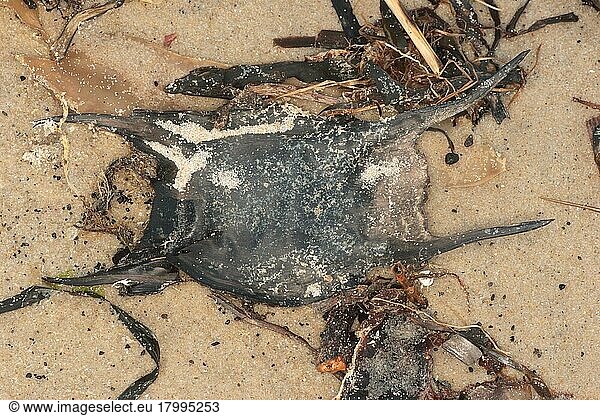 Thornback Ray (Raja clavata) 'Mermaid's Purse'-Eierkiste  am Strand angespült  Studland Beach  Dorset  England  Marsch