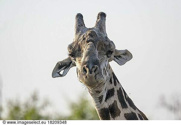 Thornicroft-Giraffe (Giraffa camelopardalis thornicrofti)  Tierportrait im Gegenlicht  Augenkontakt  South Luangwa  Sambia  Afrika