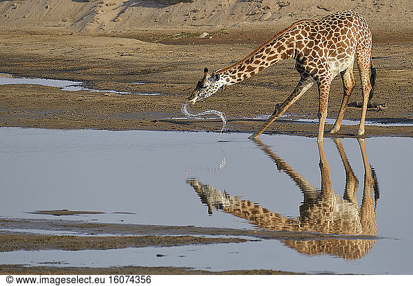 Thornicroft's giraffe (Giraffa camelopardalis thornicrofti) drinking in the Luangwa River  South Luangwa NP  Zambia