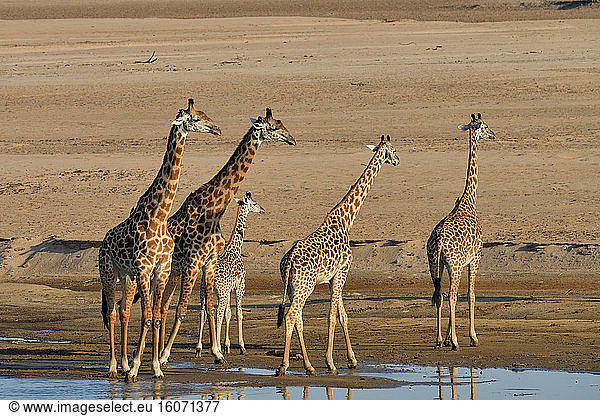 Thornicroft's giraffes (Giraffa camelopardalis thornicrofti) in the bed of the Luangwa River  South Luangwa NP  Zambia