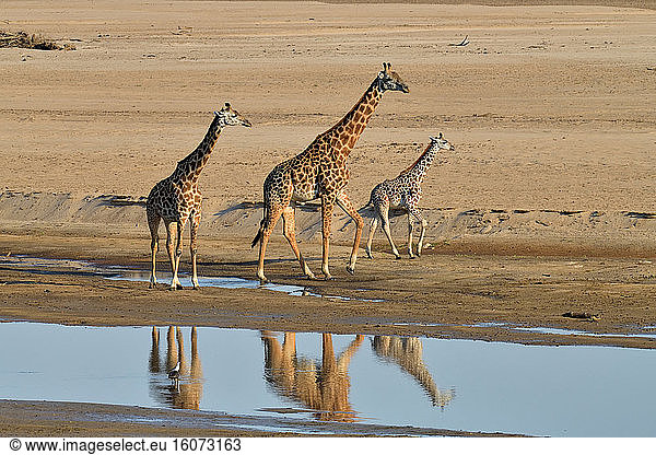 Thornicroft's giraffes (Giraffa camelopardalis thornicrofti) in the bed of the Luangwa River South Luangwa NP Zambia