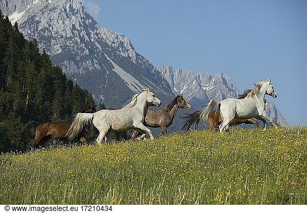 Thoroughbred Arabian mare herd on the meadow at the foot of the Wilder Kaiser  Austria  Europe