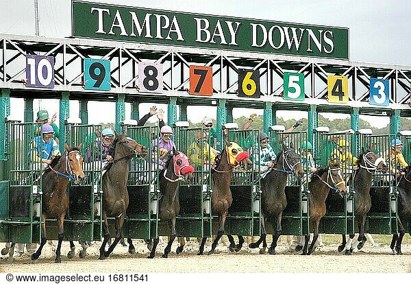 Thoroughbred Horse Racing Tampa Bay Downs Florida.
