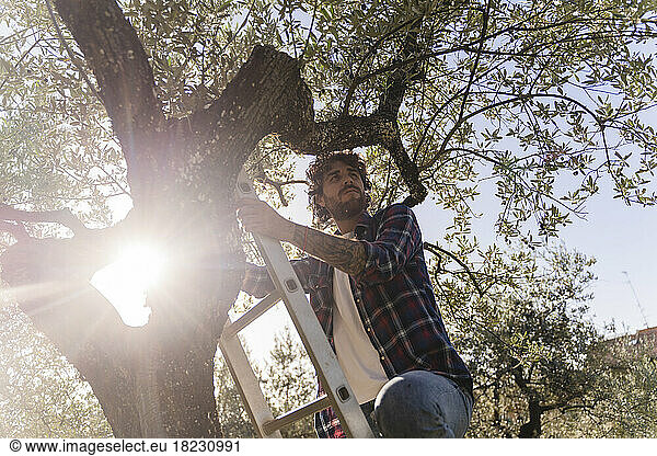 Thoughtful man on ladder under branch of olive tree