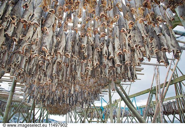 Thousands of stockfish  also called cod fish  on the traditional norwegian scaffolding  Norway  Lofoten Islands.