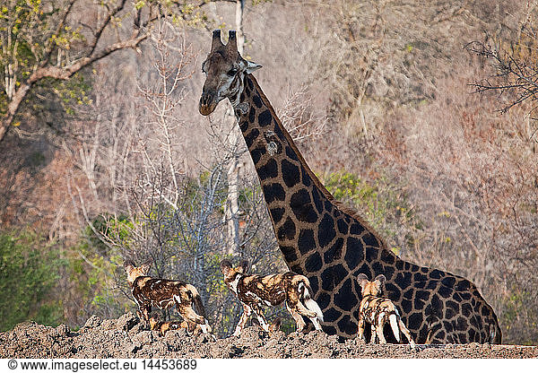 Three African wild dog  Lycaon pictus  walk in the foreground and look at a giraffe  Giraffa camelopardalis  as it walks in the background