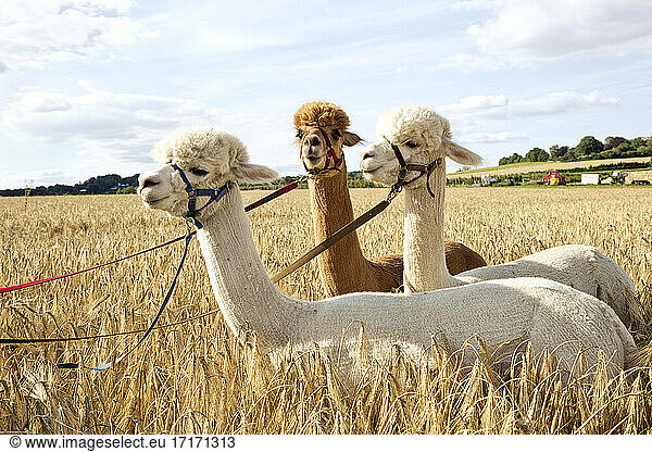 Three alpacas standing in barley field