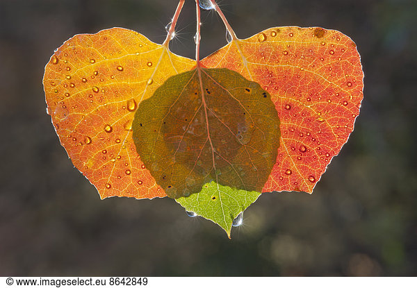 Three aspen leaves with the light shining through them. Brown and green autumn colours.