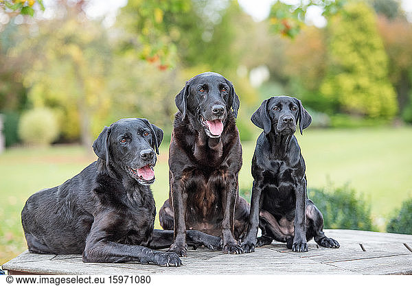 Three Black Labradors all sitting together,  United Kingdom,  Europe