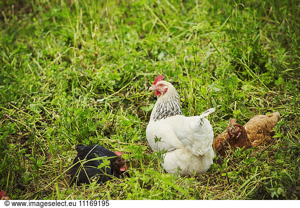 Three chickens in a meadow.