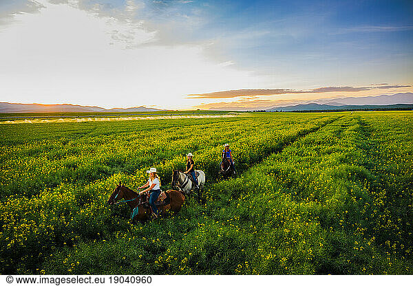 Three cowgirls riding horses at sunset through a canola field