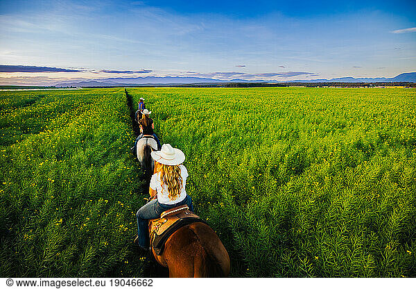 Three cowgirls riding horses at sunset through a canola field