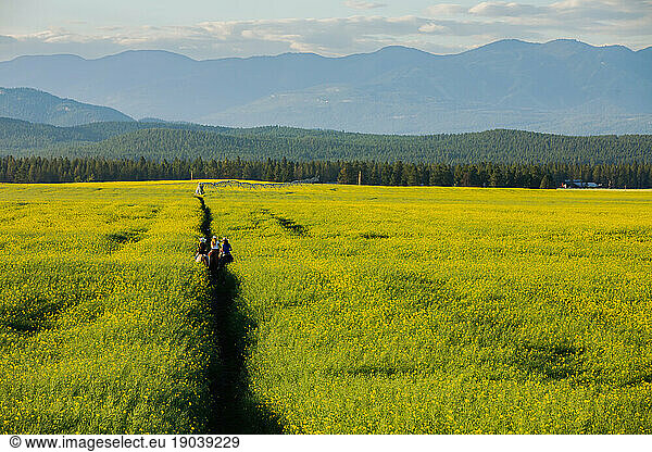 Three cowgirls riding horses through a canola field in Montana