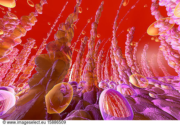 Three dimensional render of human intestinal villi