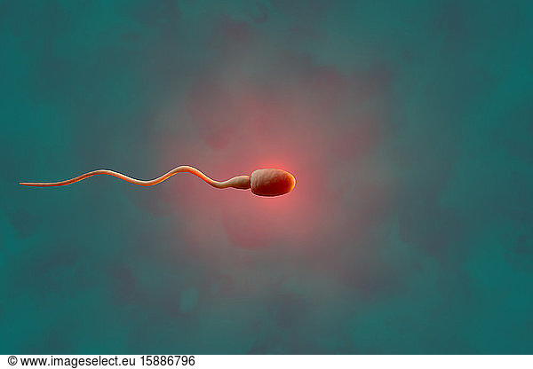 Three dimensional render of human sperm cell