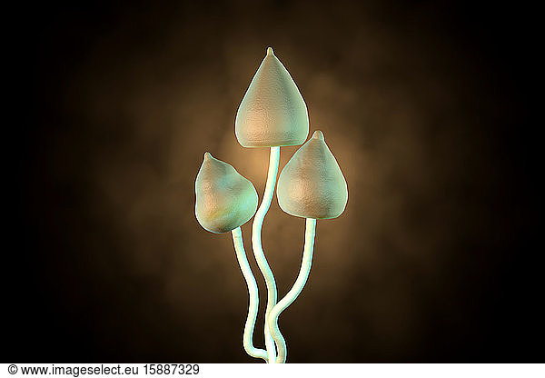 Three dimensional render of liberty cap mushrooms (Psilocybe semilanceata)