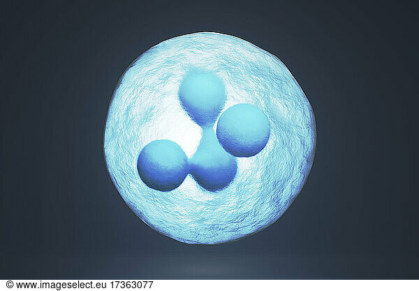 Three dimensional render of mitosis of blue colored cells