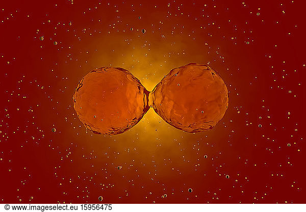 Three dimensional render of mitosis of red stem cells