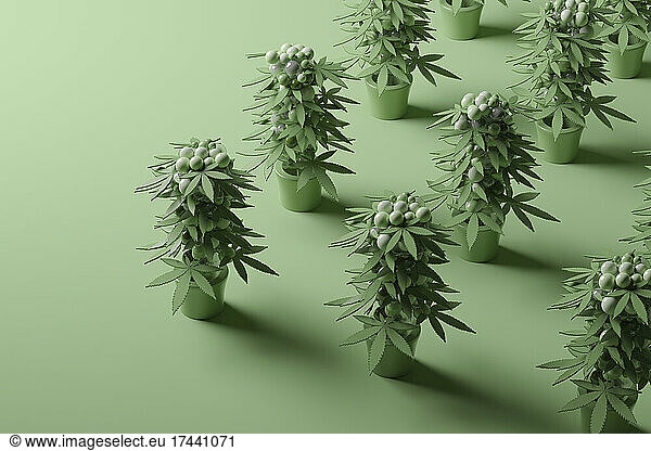 Three dimensional render of potted cannabis plants standing against green background