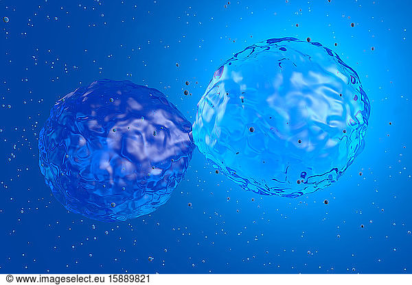 Three dimensional render of stem cell mitosis