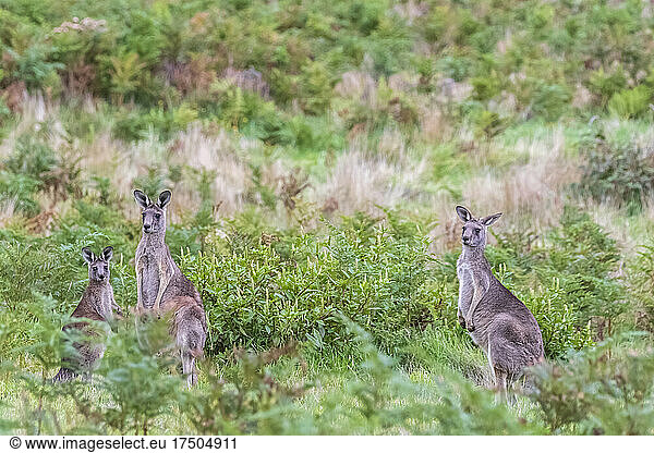 Three eastern grey kangaroos (Macropus giganteus) standing amid green plants