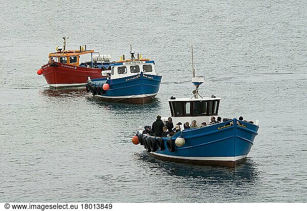 Three excursion boats queuing to take birdwatchers to the islands  Farne Islands  Northumberland  England  United Kingdom  Europe