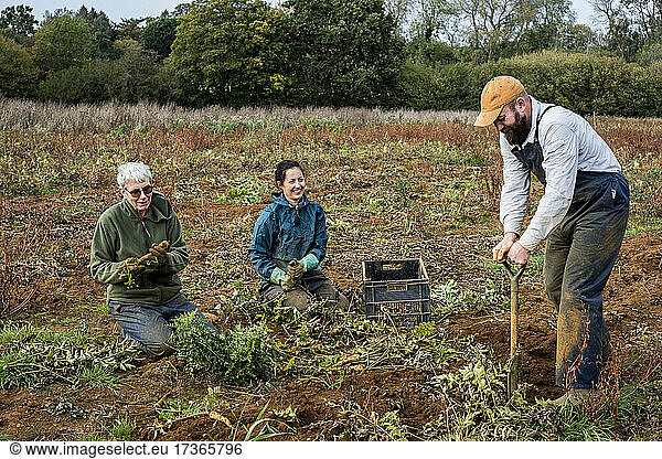 Three farmers standing and kneeling in a field  harvesting parsnips.