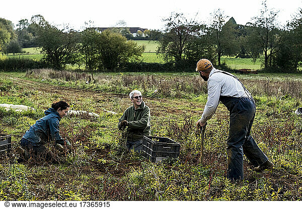 Three farmers standing and kneeling in a field  harvesting parsnips.