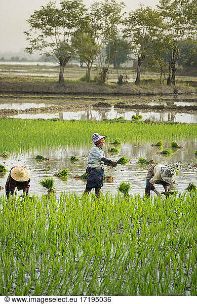 Three farmers working on a rice field near Kengtung  Myanmar