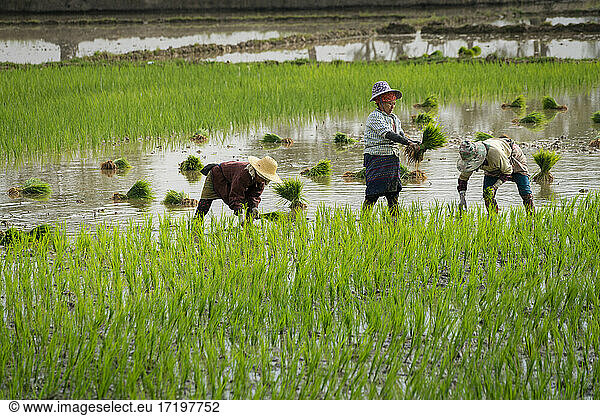 Three farmers working on a rice field near Kengtung  Myanmar