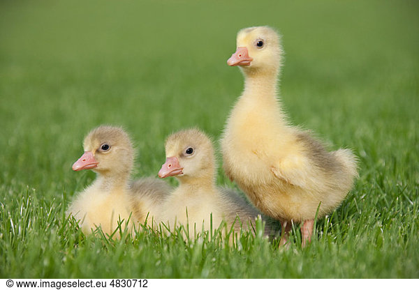 Three goslings on grass