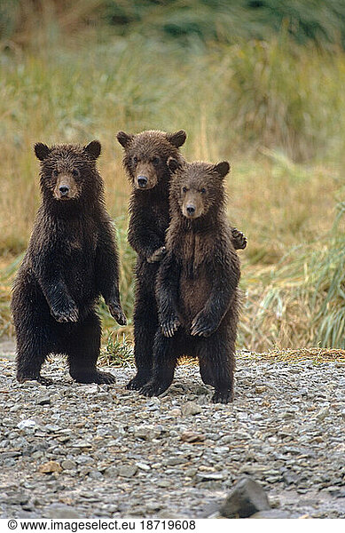 Three Grizzly Bear Cubs Waiting for Their Mother on a Riverbank  Katmai National Park  Alaska