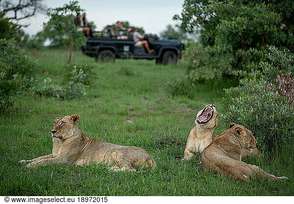 Three lionesses  Panthera leo  lie together in grass  with a game drive vehicle in the backround.