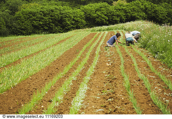 Three men tending rows of small plants in a field.