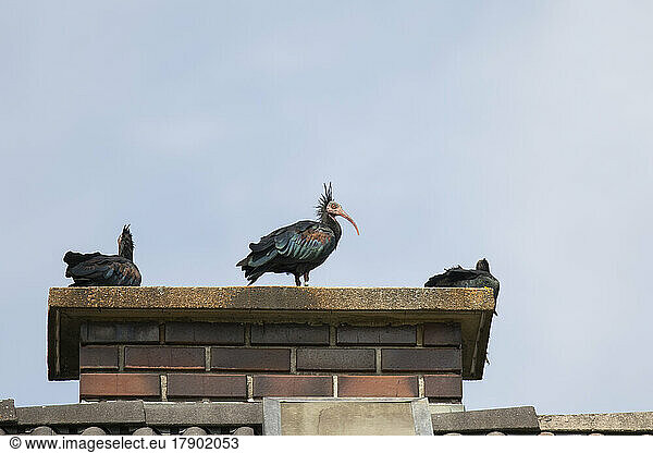 Three northern bald ibises (Geronticus eremita) on top of chimney